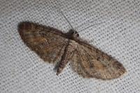 Eupithecia icterata