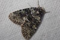 Bryophila domestica