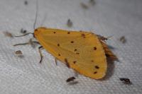 Setina irrorella irrorella