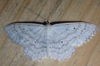 Scopula incanata