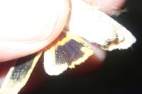 Noctua tirrenica