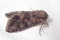 Mniotype adusta