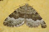 Colostygia aptata