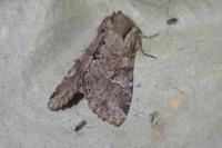 Apamea sordens