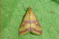 Pyrausta sanguinalis