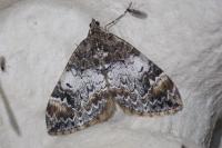 Dysstroma truncata