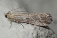 Pempeliella ornatella