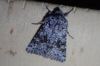 Hecatera bicolorata