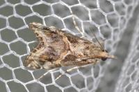 Euchromius cambridgei