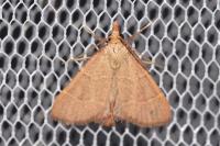 Hypsopygia incarnatalis