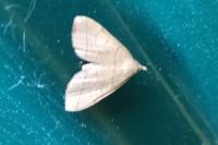 Herminia tarsipennalis