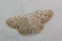 Scopula submutata roseonitens