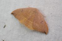 Watsonalla uncinula