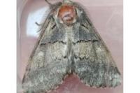 Gluphisia crenata