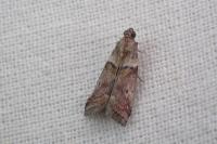 Acrobasis sodalella