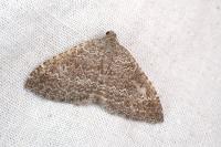 Cataclysme riguata