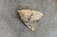 Cosmia trapezina
