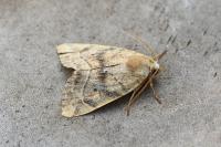 Cosmia trapezina