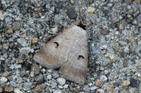 Lygephila pastinum