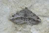 Chiasmia aestimaria
