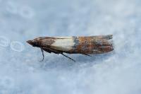 Plodia interpunctella