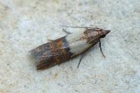 Plodia interpunctella