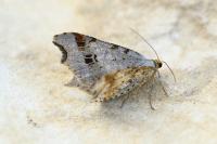 Macaria alternata