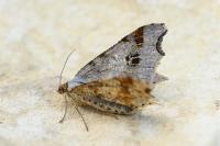 Macaria alternata