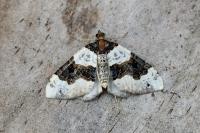 Cosmorhoe ocellata