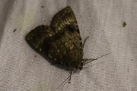 Amphipyra pyramidea