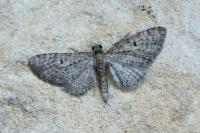 Eupithecia virgaureata