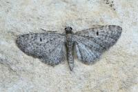 Eupithecia virgaureata