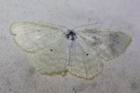 Scopula immutata