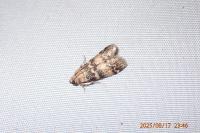 Euzophera pinguis