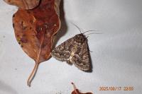 Thalpophila matura
