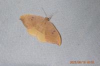 Watsonalla binaria
