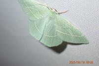 Hemistola chrysoprasaria