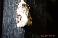Pseudeustrotia candidula