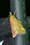 Pyrausta despicata