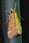 Pyrausta despicata