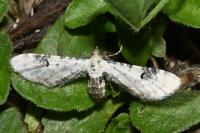 Eupithecia centaureata