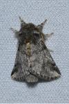 Thaumetopoea processionea
