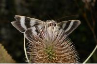 Catocala electa