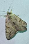 Catocala electa