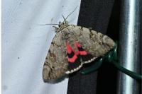 Catocala electa
