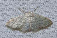 Idaea subsericeata