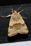 Heliothis viriplaca