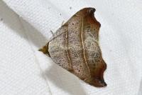 Laspeyria flexula