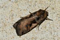 Xestia c-nigrum