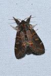 Notodonta dromedarius